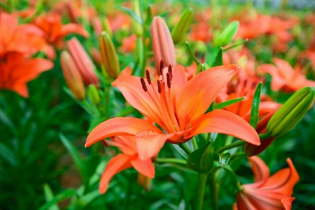 Foto Flor hermosa flor
 botones florales
 naturaleza