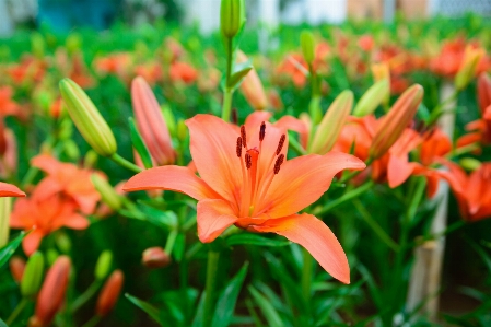 Foto Flor hermosa flor
 botones florales
 naturaleza