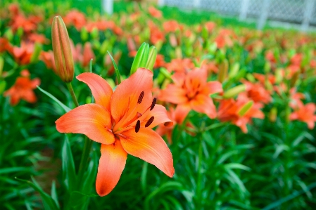 Foto Flor hermosa flor
 botones florales
 naturaleza