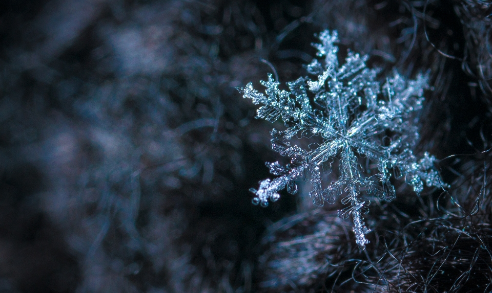 雪 宏观 雪花 自然