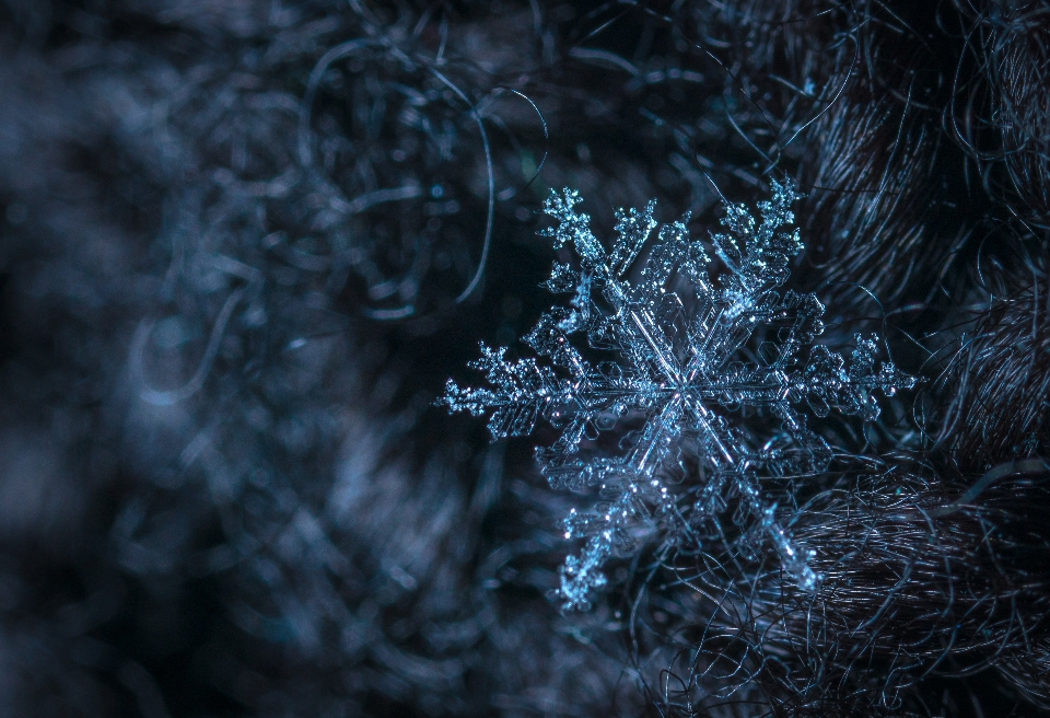 雪 宏观 雪花 黑暗