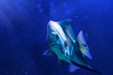 Fish blue marine biology underwater Photo