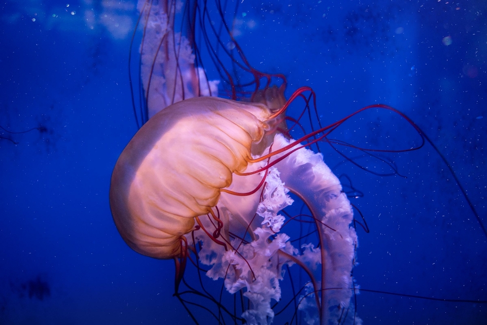 Ryba meduza cnidarianie
 bezkręgowce morskie
