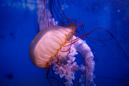 Fish jellyfish cnidaria marine invertebrates Photo