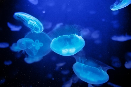 Fish jellyfish cnidaria blue Photo