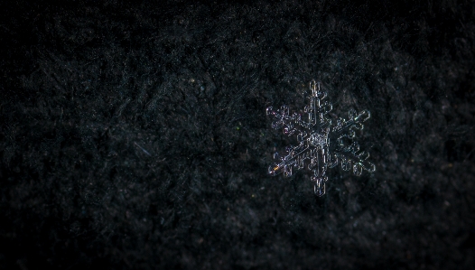 Snow macro snowflake black Photo