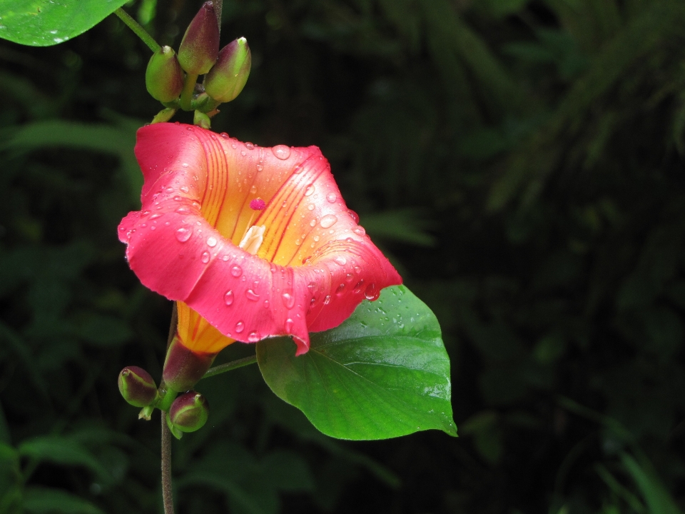 Fiore sfondo gocce di pioggia vine