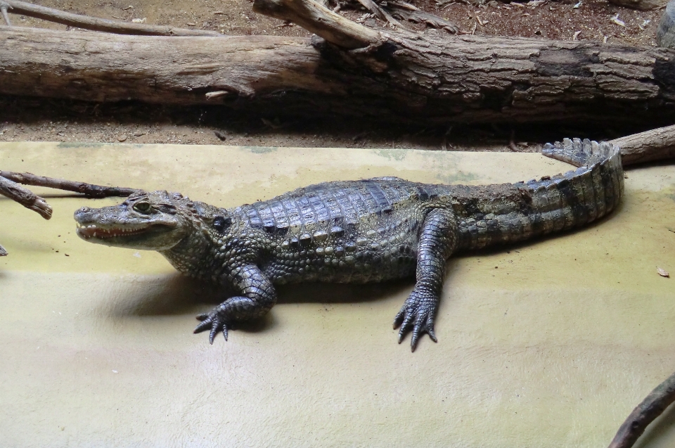 Zoo amberes
 bélgica cocodrilo