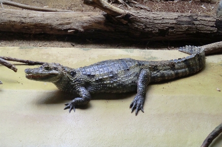 Zoo antwerpen belgium crocodile Photo