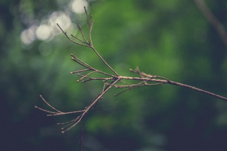 Abstract background branch brown Photo