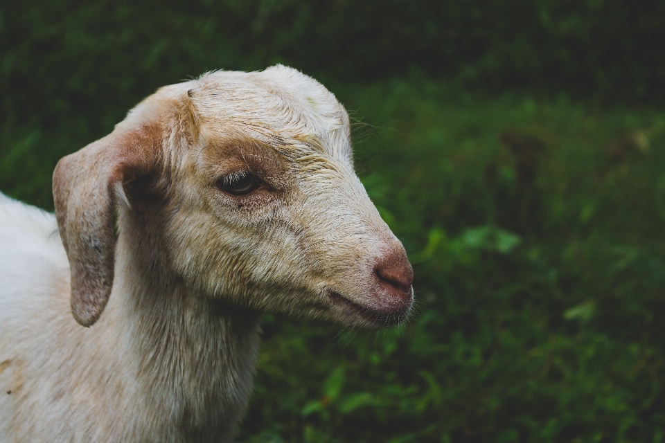 Agricultura animal australia fondo