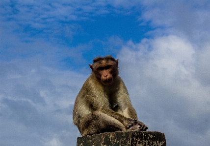 Animal ape asia baby Photo