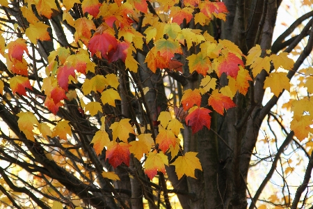 Tree autumn fall canada Photo