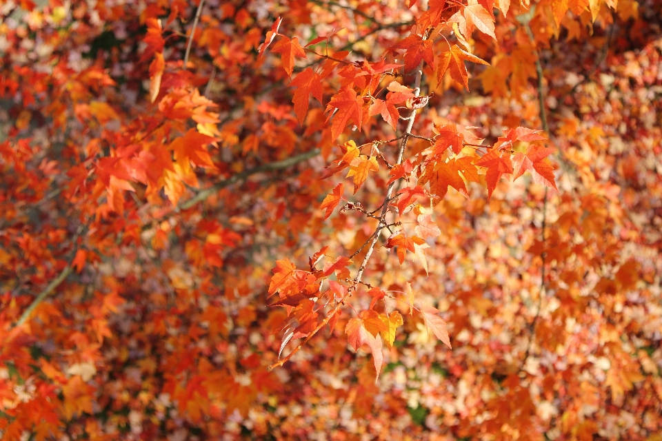 Autumn fall canada leaf