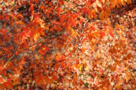 Autumn fall canada leaf Photo