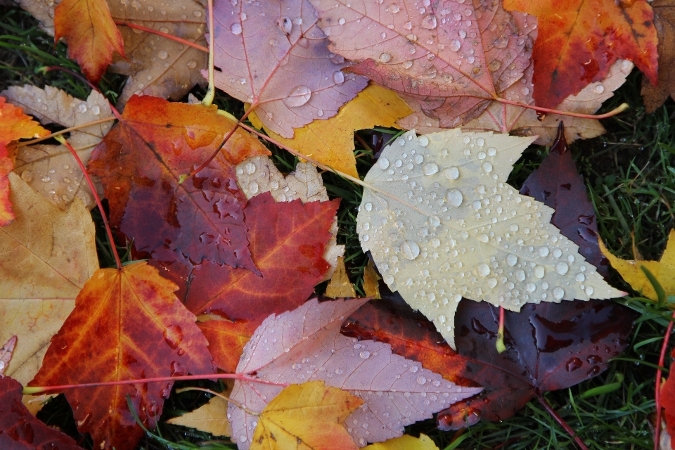 Herbst fallen kanada blatt