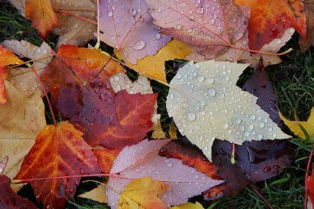 Autumn fall canada leaf Photo