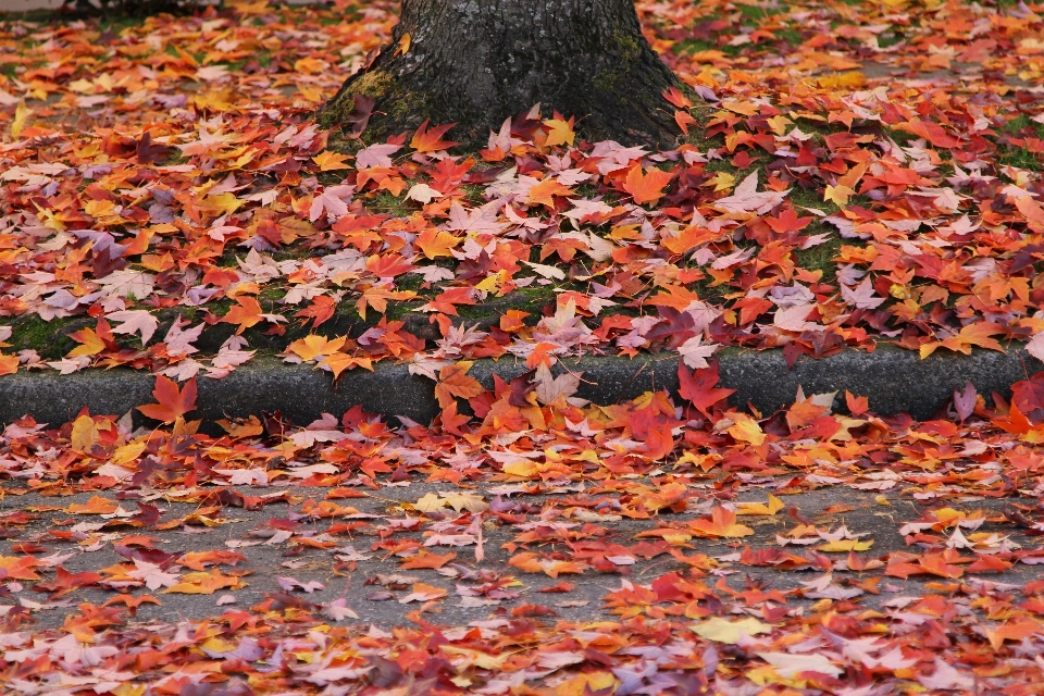 Autumn fall canada leaf