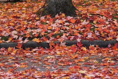 Autumn fall canada leaf Photo