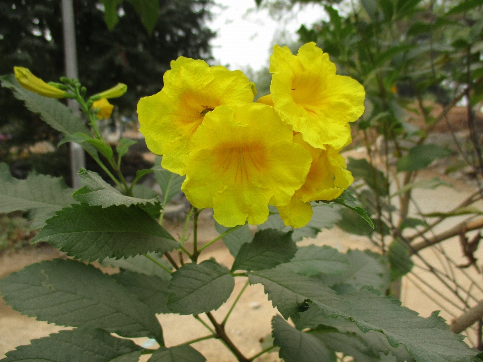 花 黄色い花
 自然 色は黄色
