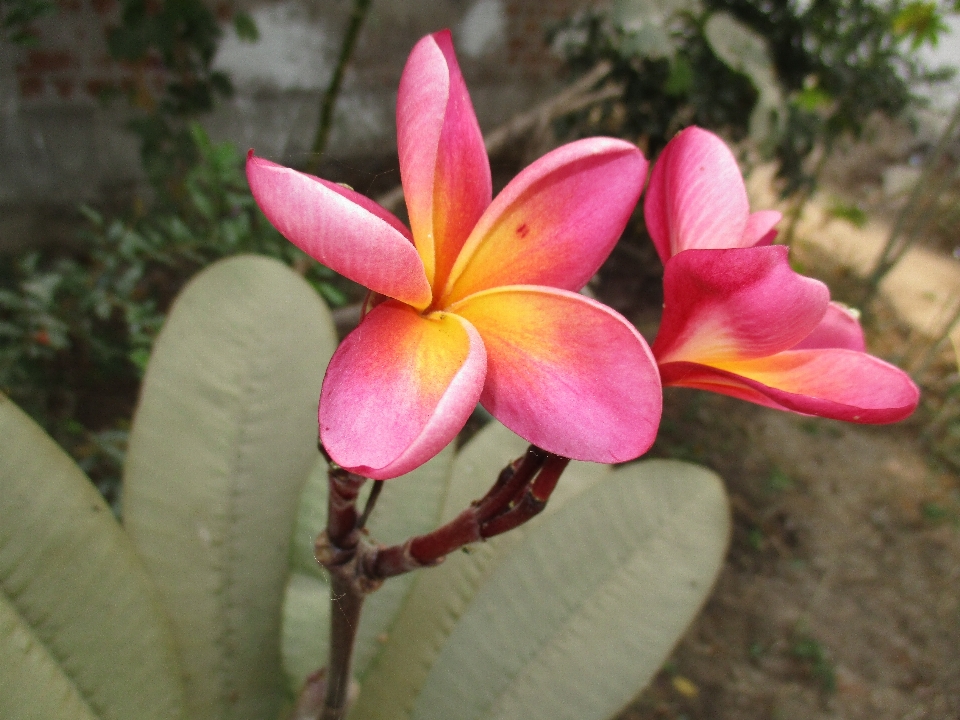 Flower pink color nature