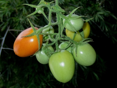 Fruit tomatoes fresh vegetables vegetable Photo