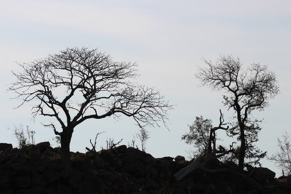 Kruger ulusal parkı
 güney afrika ağaçlar siluet