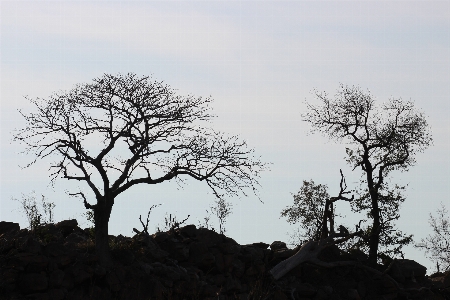 Kruger national park south africa trees silhouette Photo