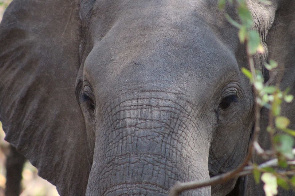 Gajah abu-abu merapatkan
 dan mamut
