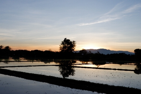 Evening nature farm bird Photo