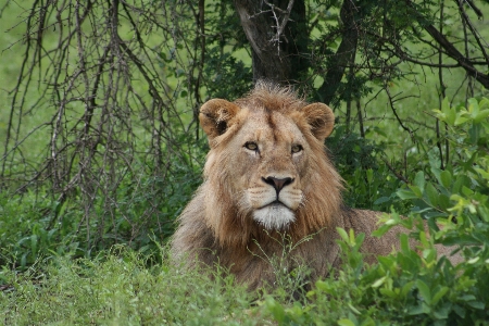 Photo Africain lion homme kruger
