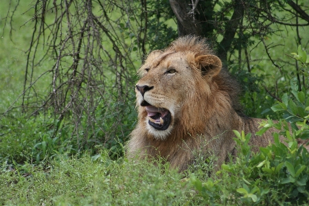 Photo Africain lion homme kruger
