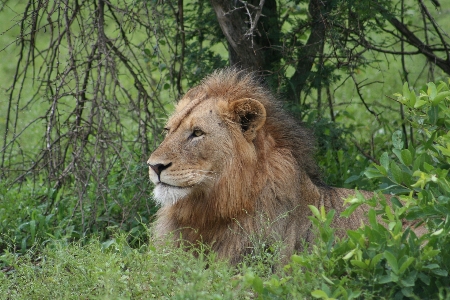 Photo Africain lion homme kruger
