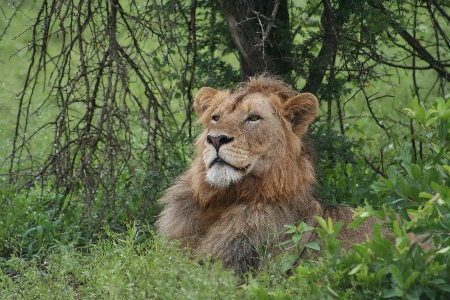 Photo Africain lion homme kruger
