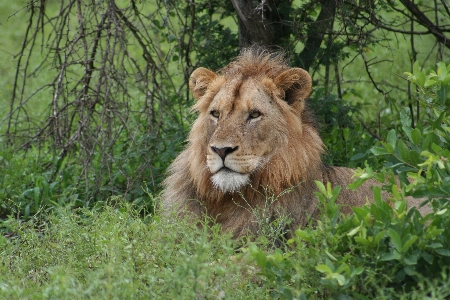 Photo Africain lion homme kruger
