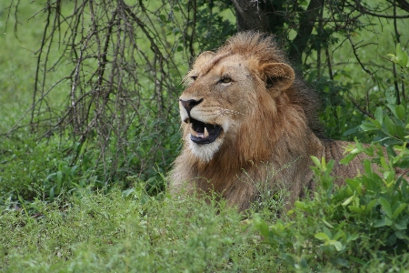 Photo Africain lion homme kruger
