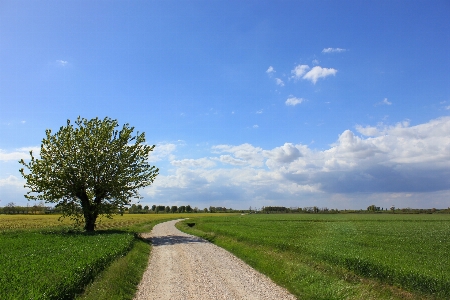 Country tree nature summer Photo