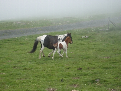 Horse pasture grassland like mammal Photo