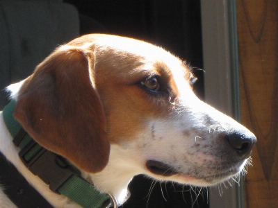 Dog puppy beagle hunting Photo