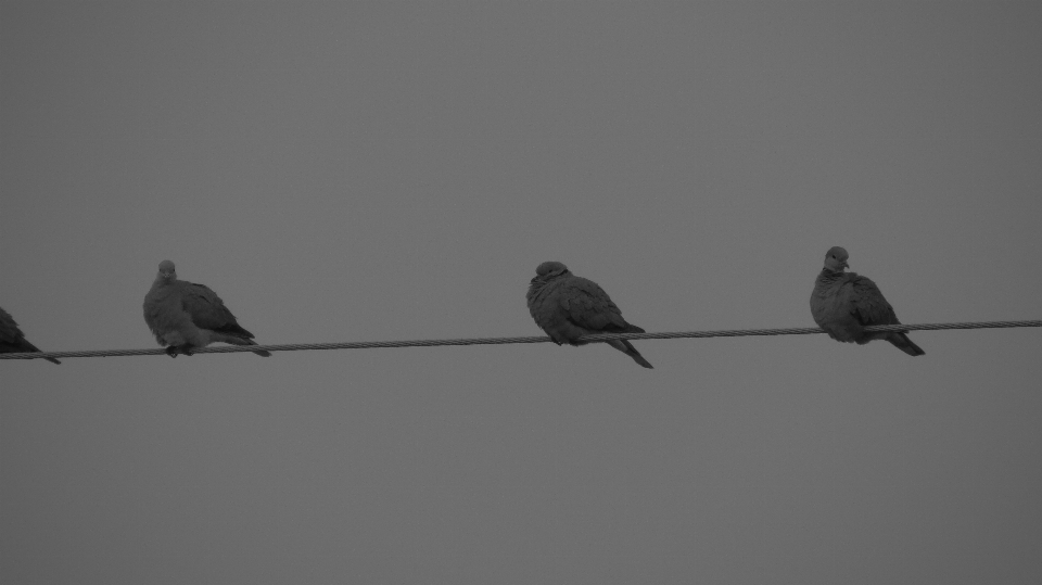 Burung-burung kabel tiang margasatwa