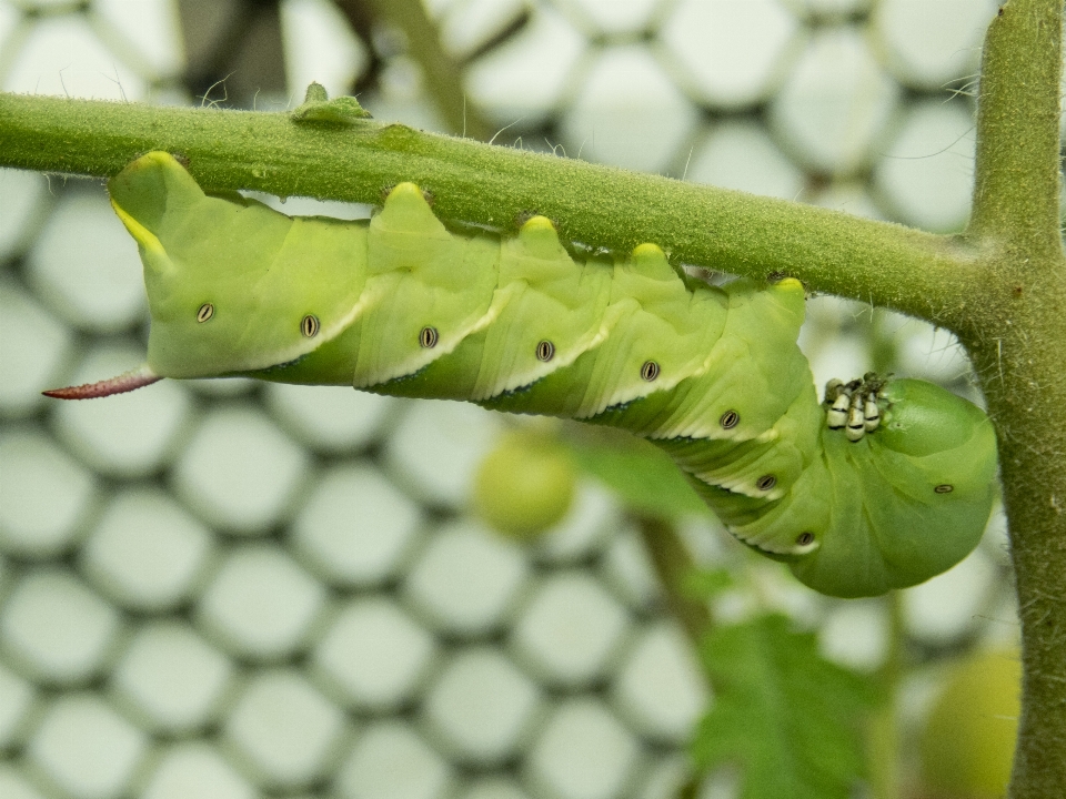 Hornworm
 pomodoro insetto natura