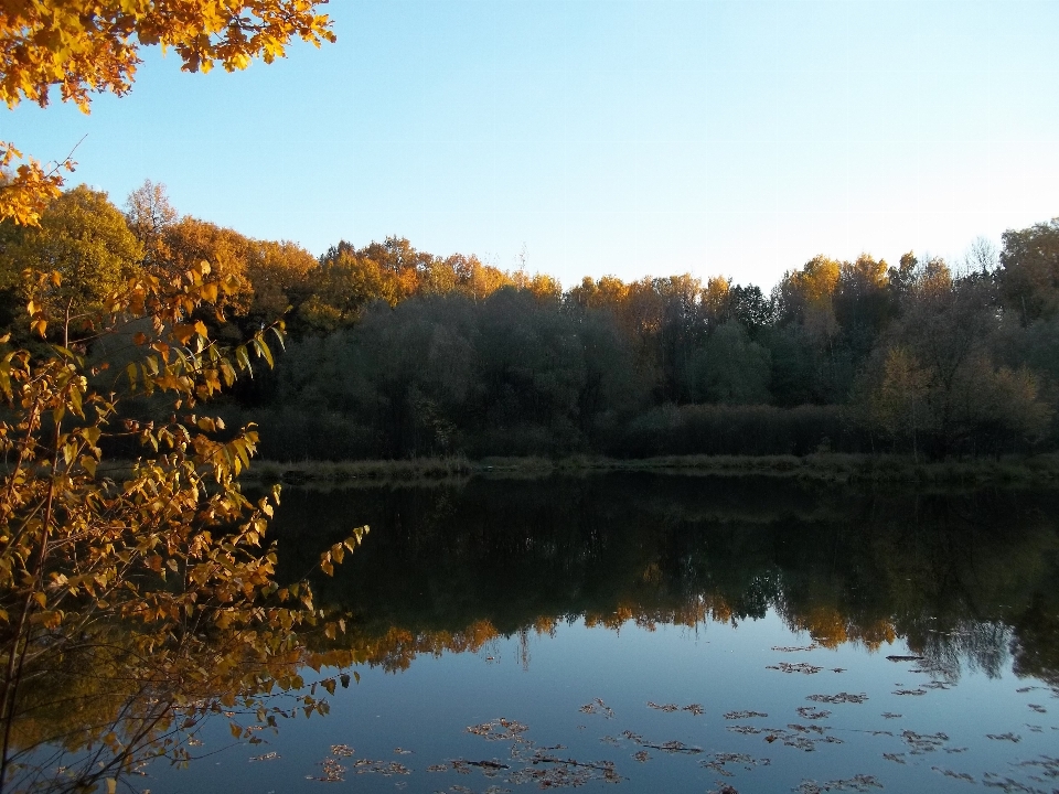 Natura odbicie woda liść