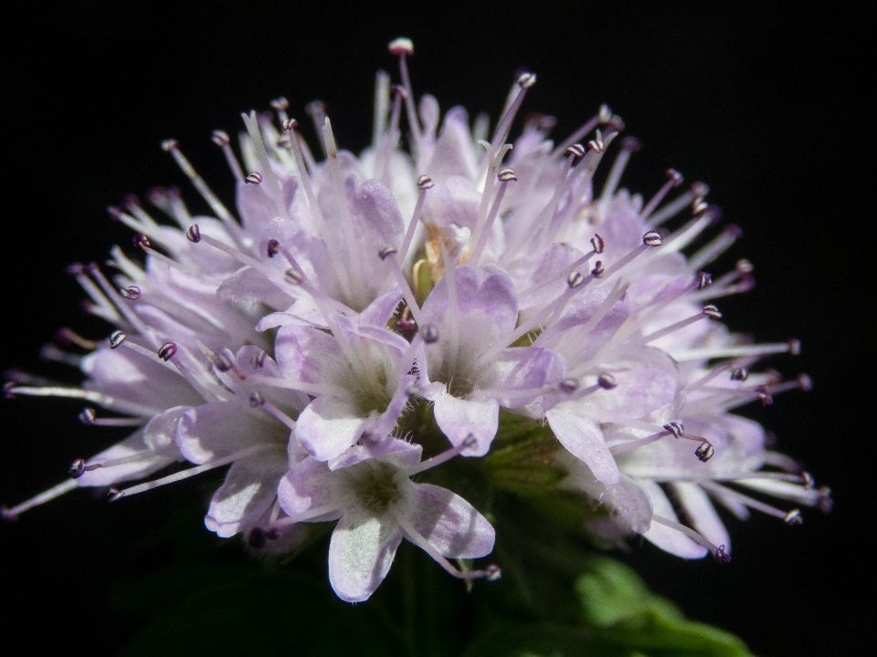 Flor menta macro hierba