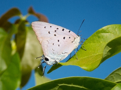 Foto Borboleta mímico
 camuflar inseto