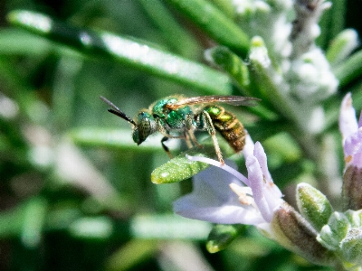 Foto Inseto vôo vespa macro