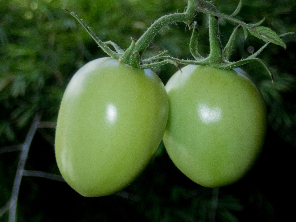 Tomate gemüse essen grün