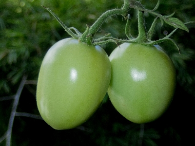 Foto Tomat sayur-mayur makanan hijau