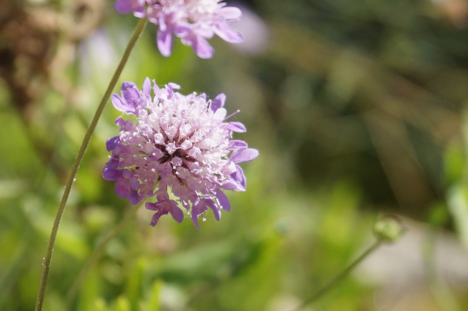 Fiore natura campagna impianti