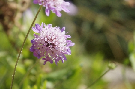 Zdjęcie Kwiat natura wieś rośliny