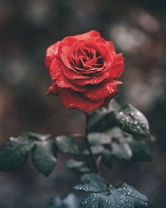 Rose red flower pretty Photo